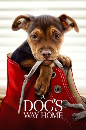 A Dogs Way Home (2019) Dual Audio | Hindi Full Movie Web-DL 300MB